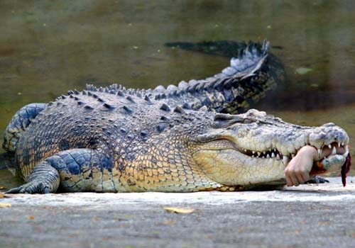 Les Crocodiles Crocod16