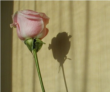 Les touristes venus de différents pays ont été accueillis, ce samedi 14 janvier 2012 avec des fleurs à leurs arrivées à l’aéroport de Monastir  Fleur10