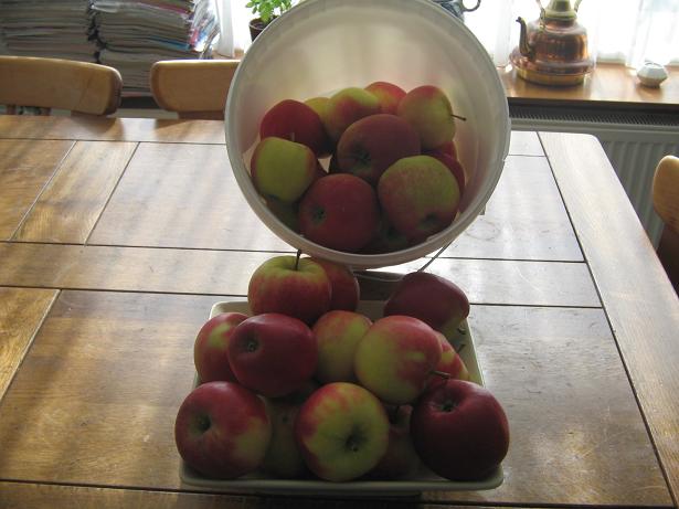 Un seau de pommes Mestir43