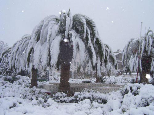 La neige en Tunisie Neige-10