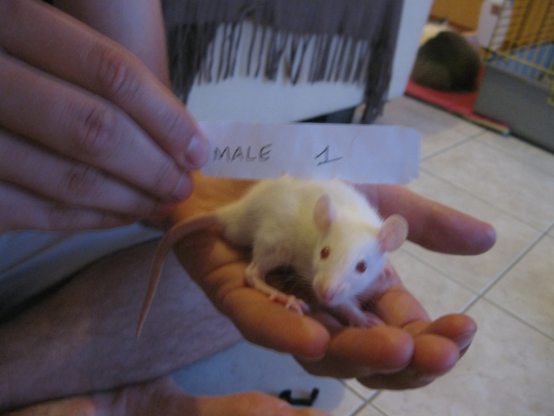 5 rats à l'adoption (fin Juillet) 3 MALES et 2FEMELLES - Page 2 Img_5419