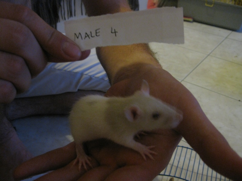5 rats à l'adoption (fin Juillet) 3 MALES et 2FEMELLES - Page 2 Img_5426