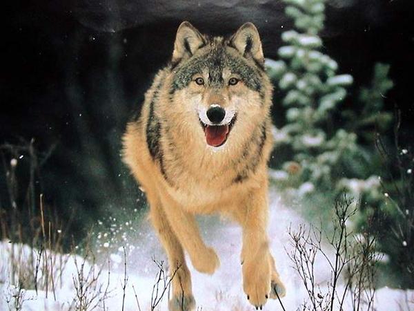 Le chien loup tchèque - Page 2 Loup-c10