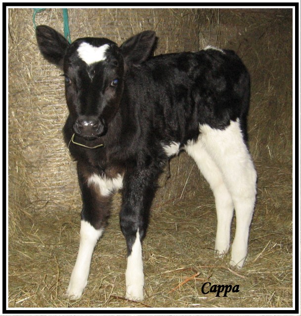 A la recherche de belles photos de vaches Cappa10