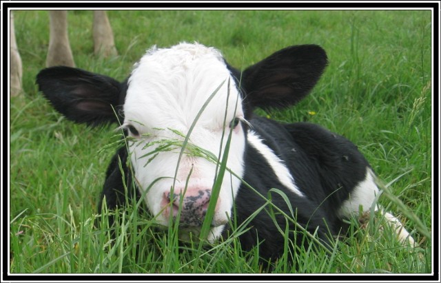 A la recherche de belles photos de vaches Carnav10
