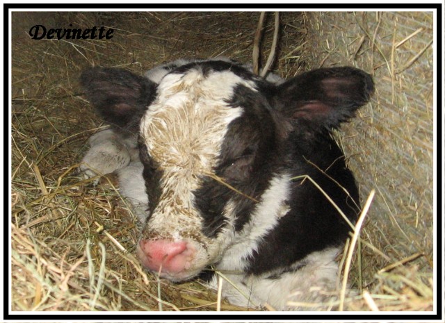 A la recherche de belles photos de vaches Devine10