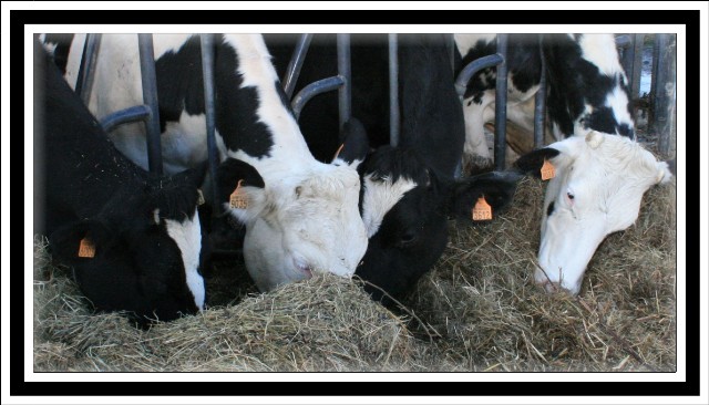 A la recherche de belles photos de vaches Geniss10