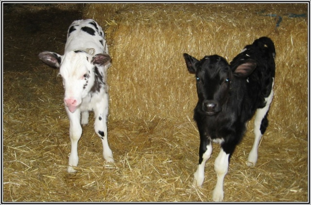 A la recherche de belles photos de vaches Valeri10