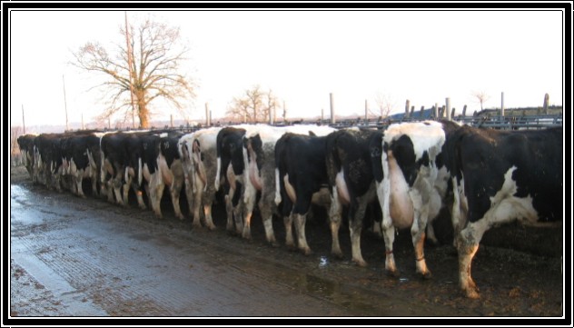 A la recherche de belles photos de vaches Valeri15