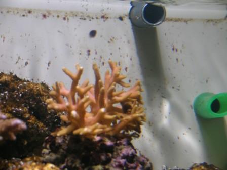 les premier coraux  Dscn6218