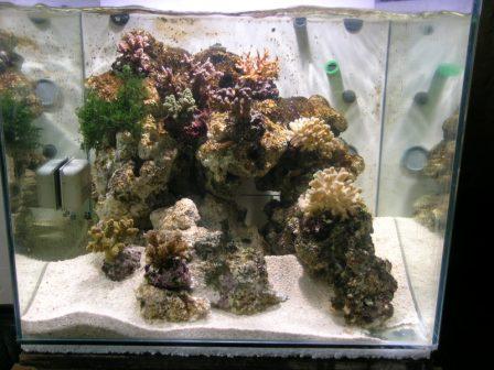 les coraux sont la!!! Dscn6222