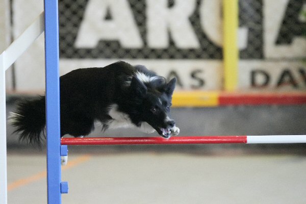 collecte concours photos : " Saut de border collie " Sayann11