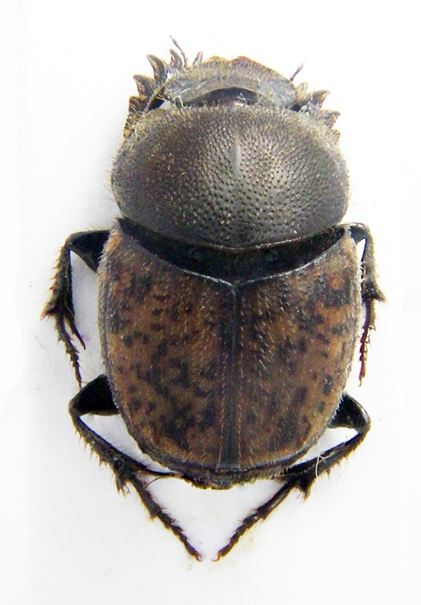 Onthophagus fracticornis Onthop10