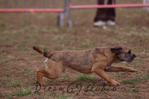 Nouvelle saison Agility 2012 - Page 2 Imgp2210