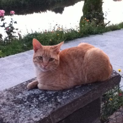 Titus chat roux castré disparu à Assevent depuis le 13/06 Tituce10