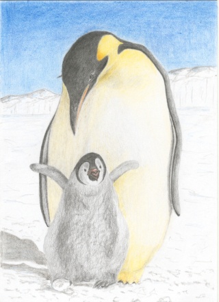 Pinguoin en couleur Carte_13