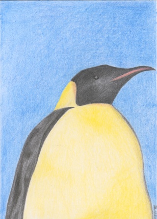 Pinguoin en couleur Pinguo11