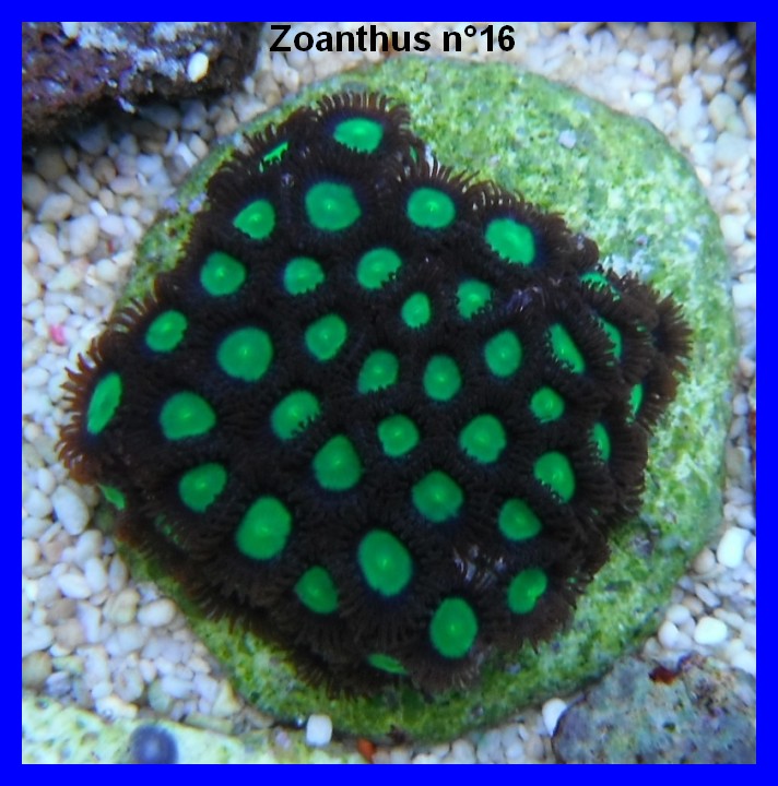 Reservoir zoas 1613