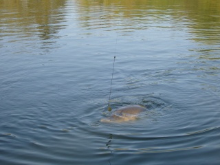 Le 06-05-08 tit pêche avec ma douce Snc18310