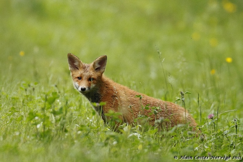 Norvege 2011 Renard10