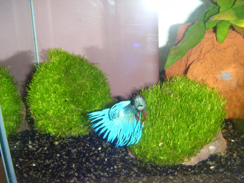 Voici Poséidon, mon nouveau betta (crowntail?) ! 21311