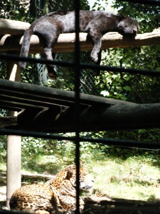 Zoo de Beauval Dscf0016
