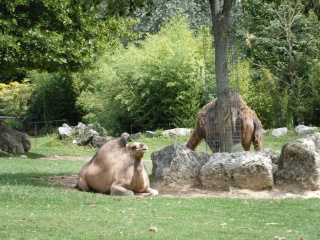 Zoo de Beauval Dscf0116