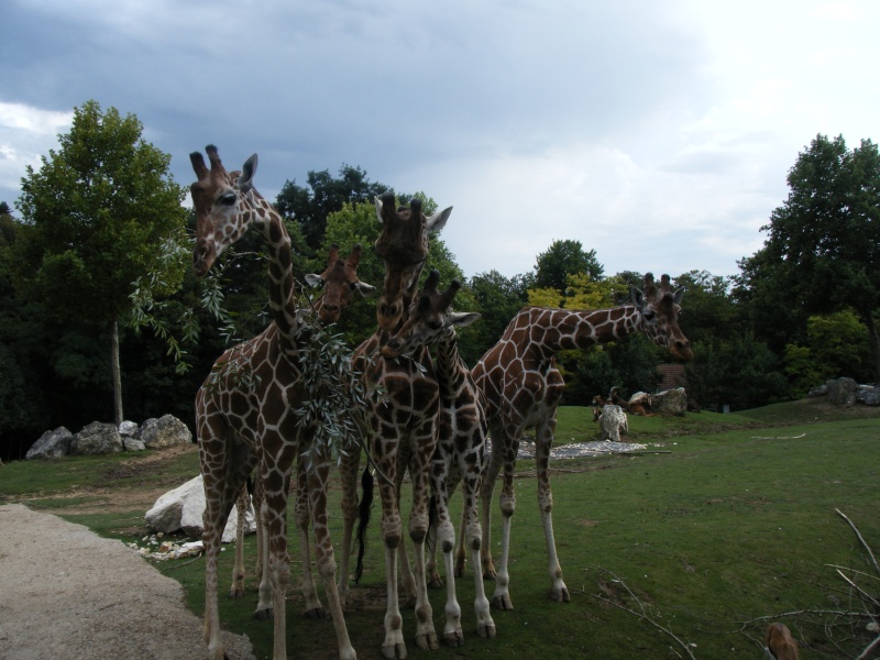 Zoo de Beauval Dscf0316