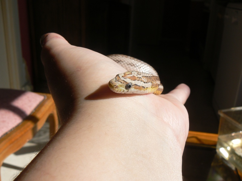 Scoubidou (Pantherophis guttatus mle ghost lign) P1030826