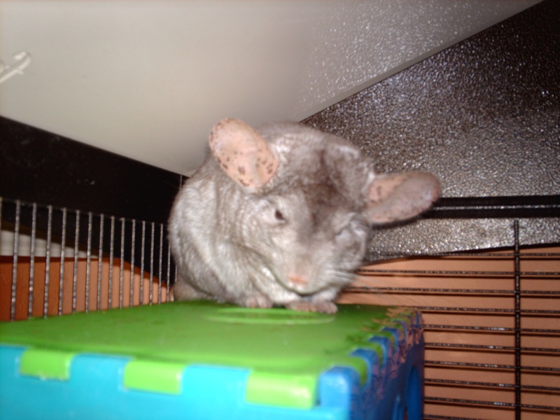 chinchillas - Page 7 Imag3014