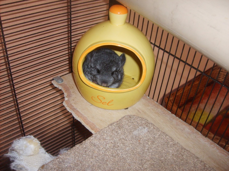 chinchillas - Page 7 S5003020