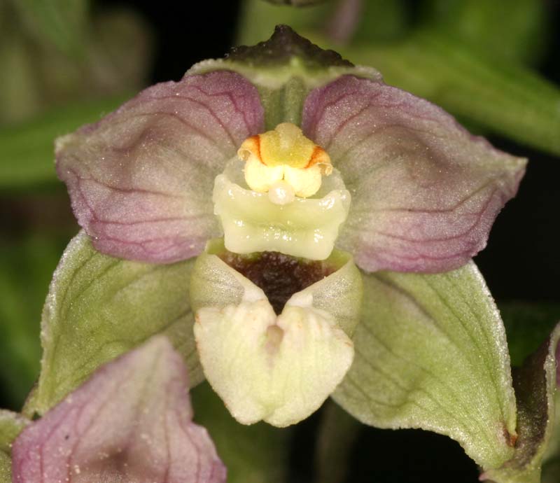 Epipactis distans Epi_di14