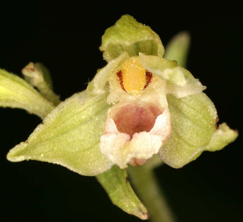 Epipactis rhodanensis Epi_rh17