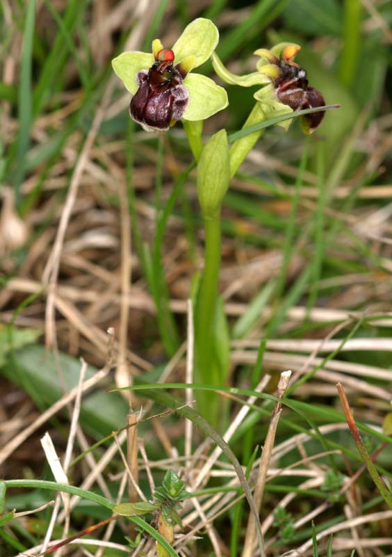 Ophrys bombyliflora ( Ophrys bombyx ) Oph_bo11