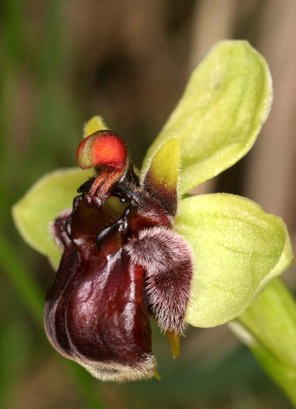 Ophrys bombyliflora ( Ophrys bombyx ) Oph_bo12