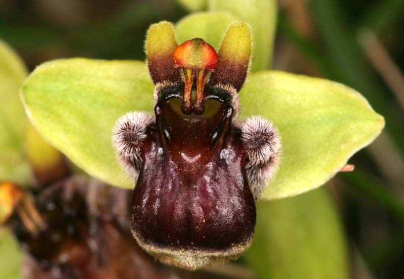 Ophrys bombyliflora ( Ophrys bombyx ) Oph_bo13