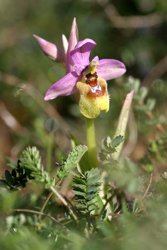 Ophrys tenthredinifera subsp. ficalhoana  Oph_fi10