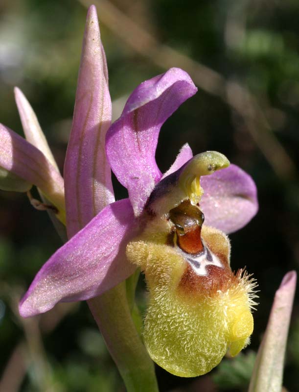 Ophrys tenthredinifera subsp. ficalhoana  Oph_fi11