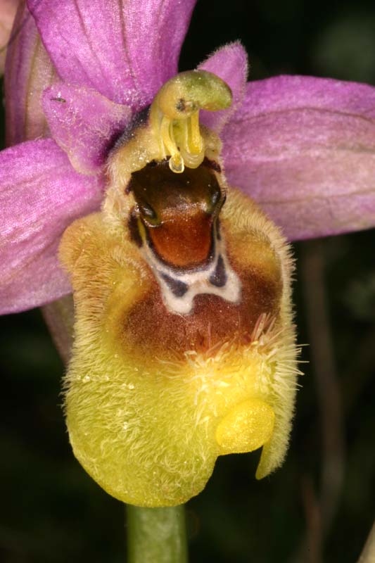 Ophrys tenthredinifera subsp. ficalhoana  Oph_fi12