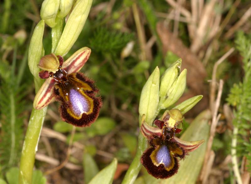 Ophrys speculum( Ophrys miroir ) Oph_sp14