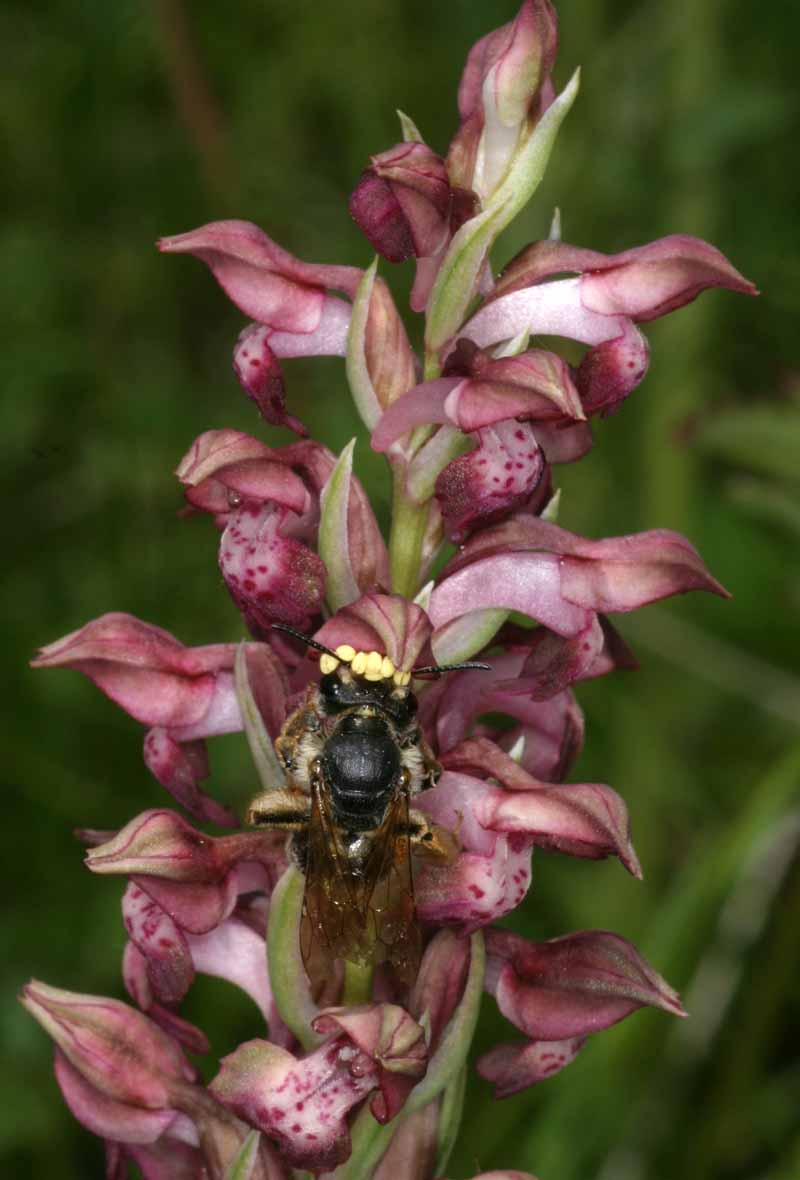 Anacamptis coriophora subsp. fragrans ( Orchis parfumée ) Pollin10