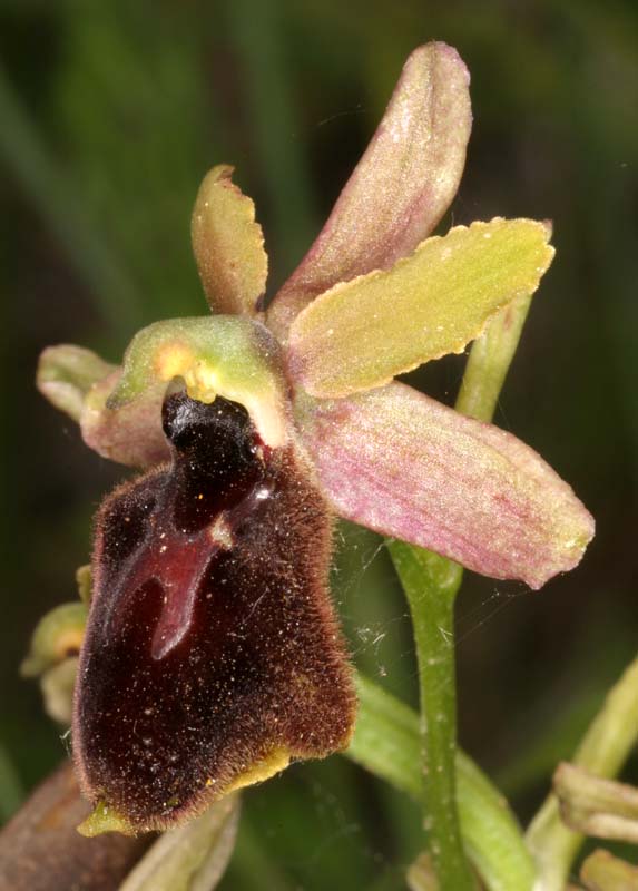 [Italie] Orchidées des POUILLES 2008 X_ophr17