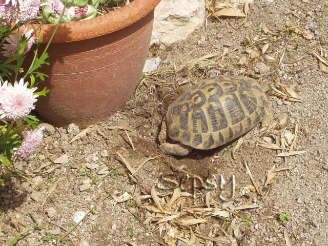 Les terrassières ont encore frappé!!!!!!!! P5020324