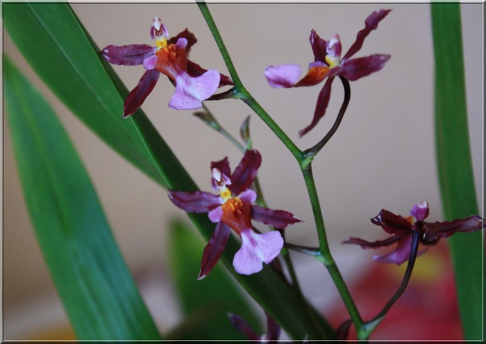 Les orchidées Orchid10