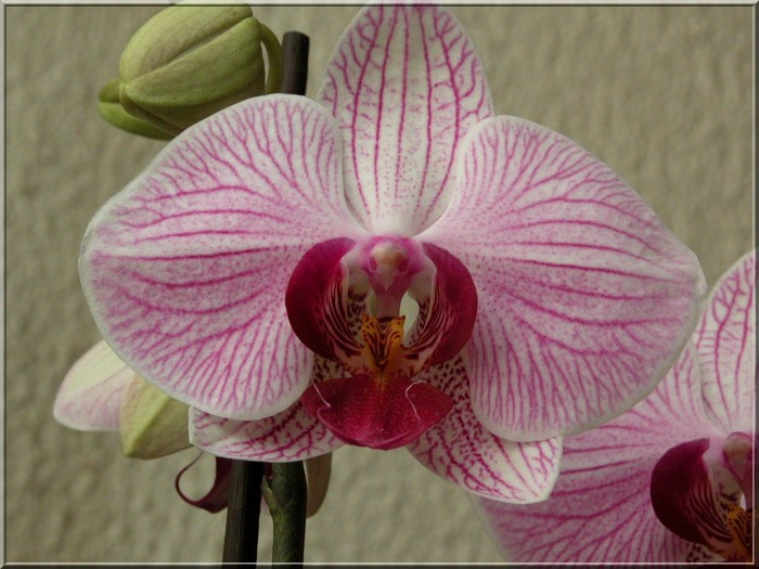 Les orchidées Orchid12