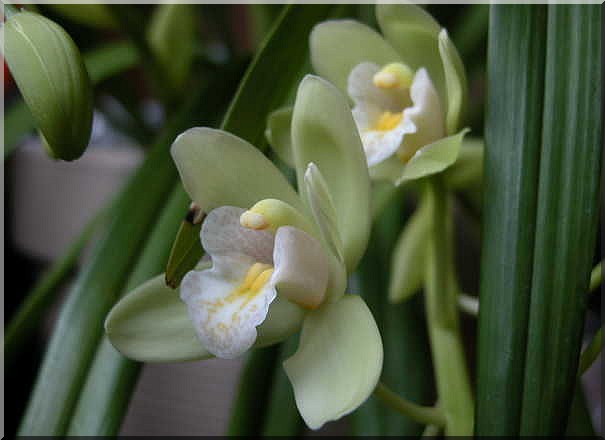 Les orchidées Orchid30