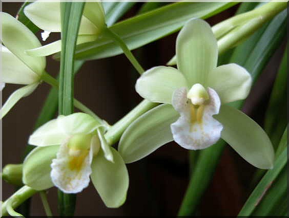 Les orchidées Orchid31