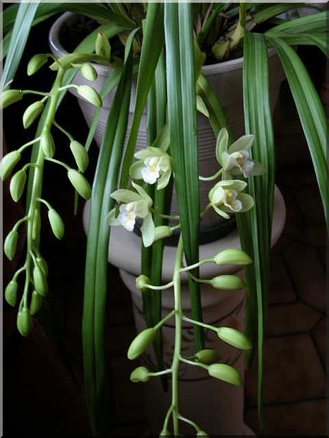 Les orchidées Orchid32