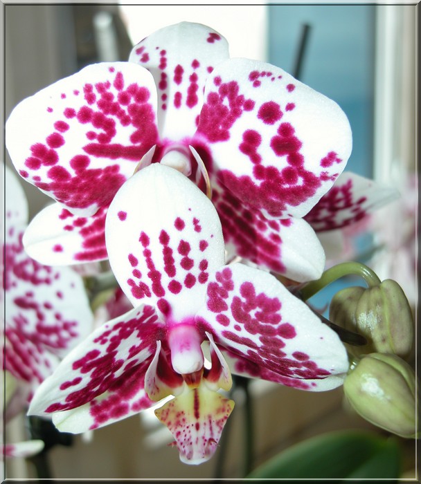 Les orchidées Phalae13