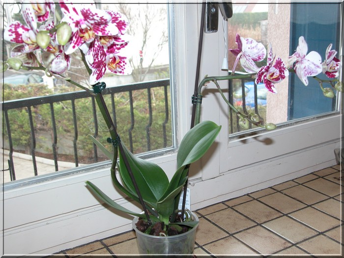 Les orchidées Phalae14